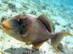Yellow Margin Trigger Fish. It was in the process of exca... by Steve Dance 